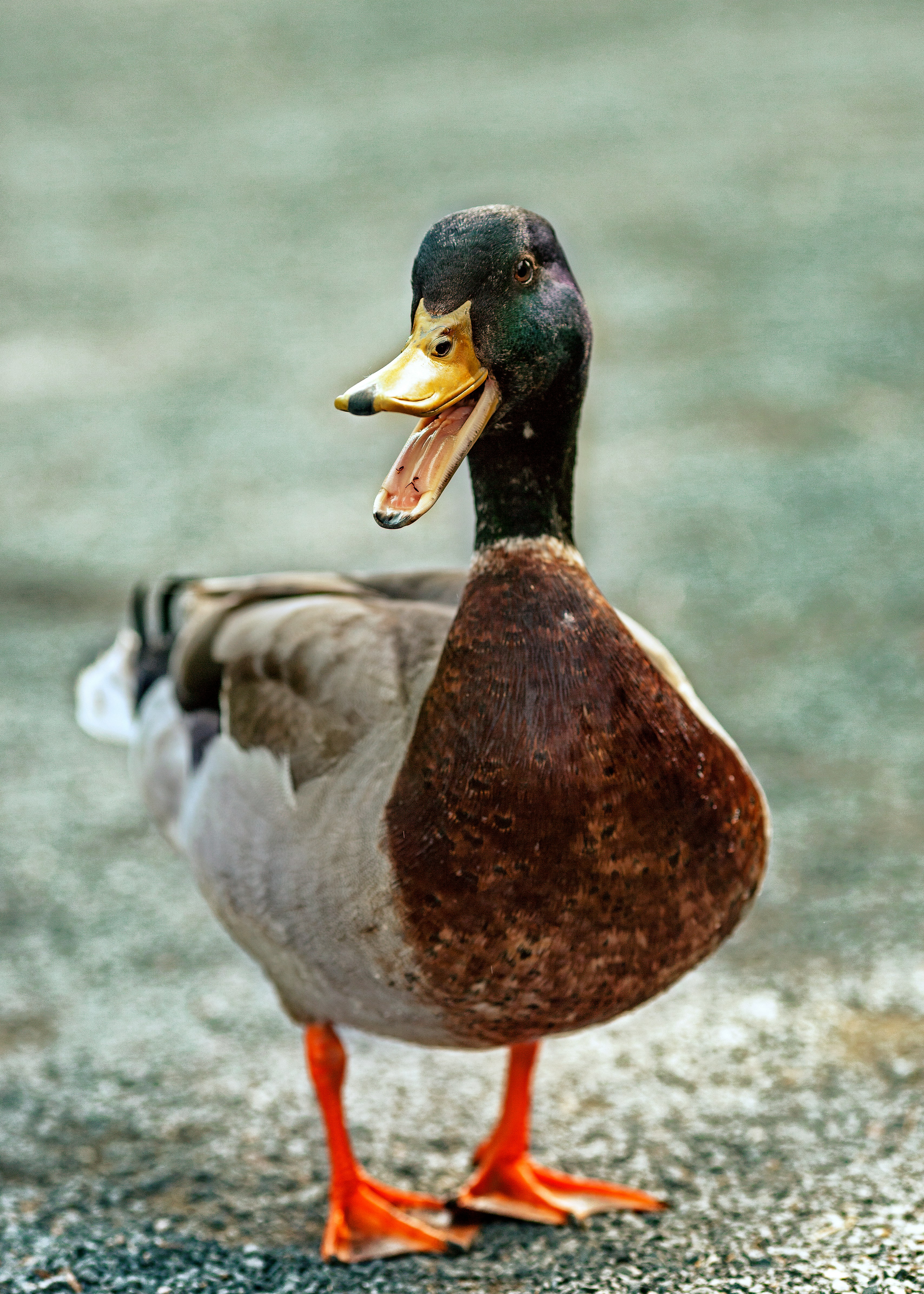 Brown and white duck on gray concrete floor