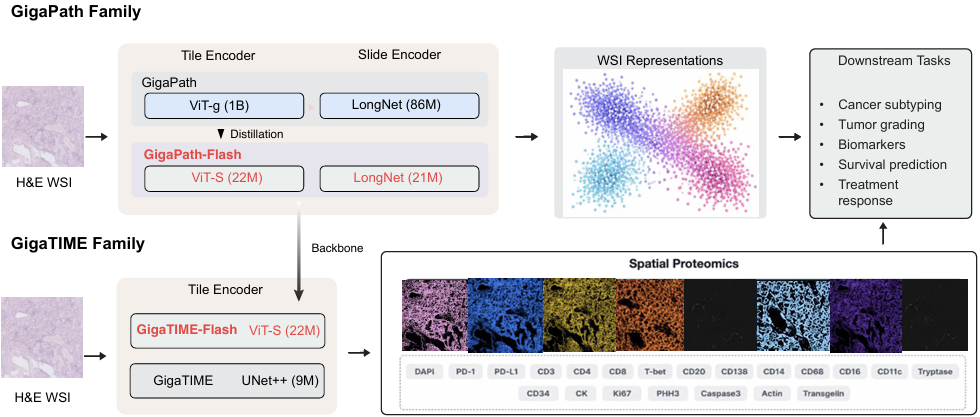 Figure 1: Overview of the GigaPath/GigaTIME model family. GigaPath-Flash provides efficient tile and slide encoders at 22M parameters. GigaTIME-Flash predicts spatial proteomics from H&E, replacing the CNN backbone with the distilled ViT-S encoder.