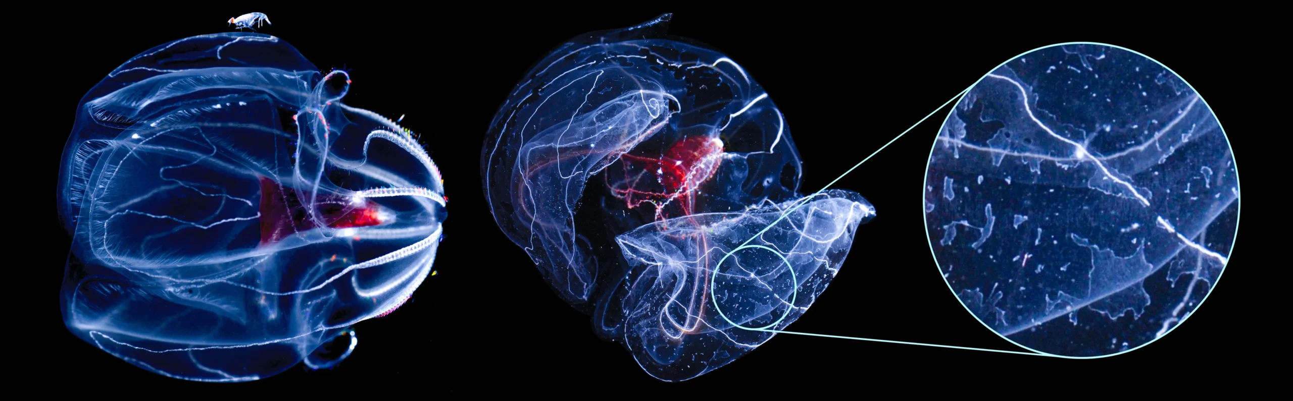 A three-panel composite image: left, a translucent comb jelly with a small light-colored organism perched on its surface; center, a similar comb jelly from the side showing red internal structures and is beginning to lose its regular shape; right, a circular magnified inset showing fine detail of the jelly's translucent cell membranes splitting apart and disintegrating.