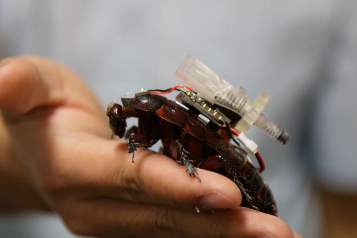 cyborg cockroach