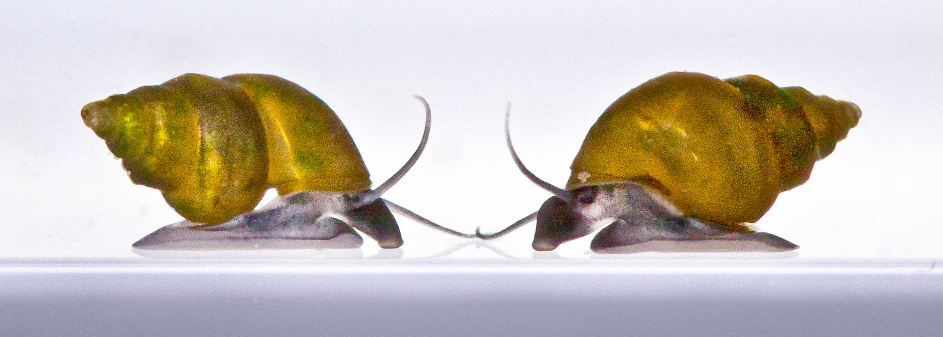 A close-up of two snails with coiled brown shells and black antennae facing each other.