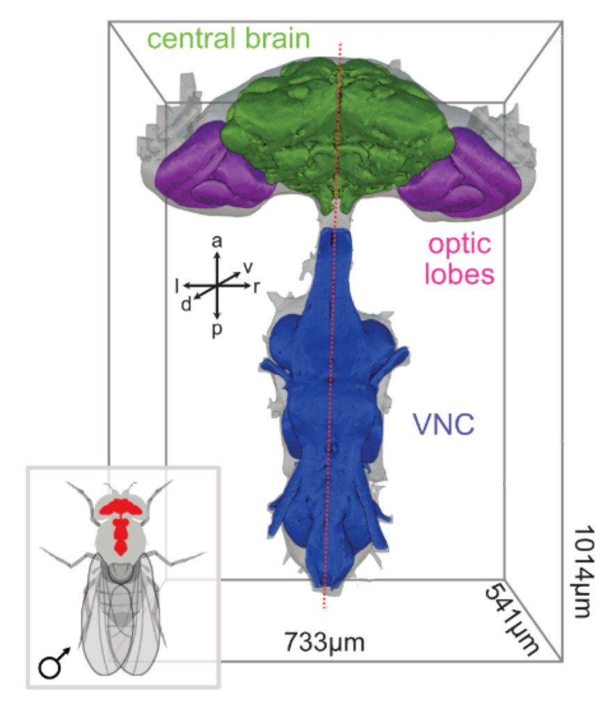 Diagram of a male fruit fly nervous system mapping the central brain, optic lobes, and VNC.