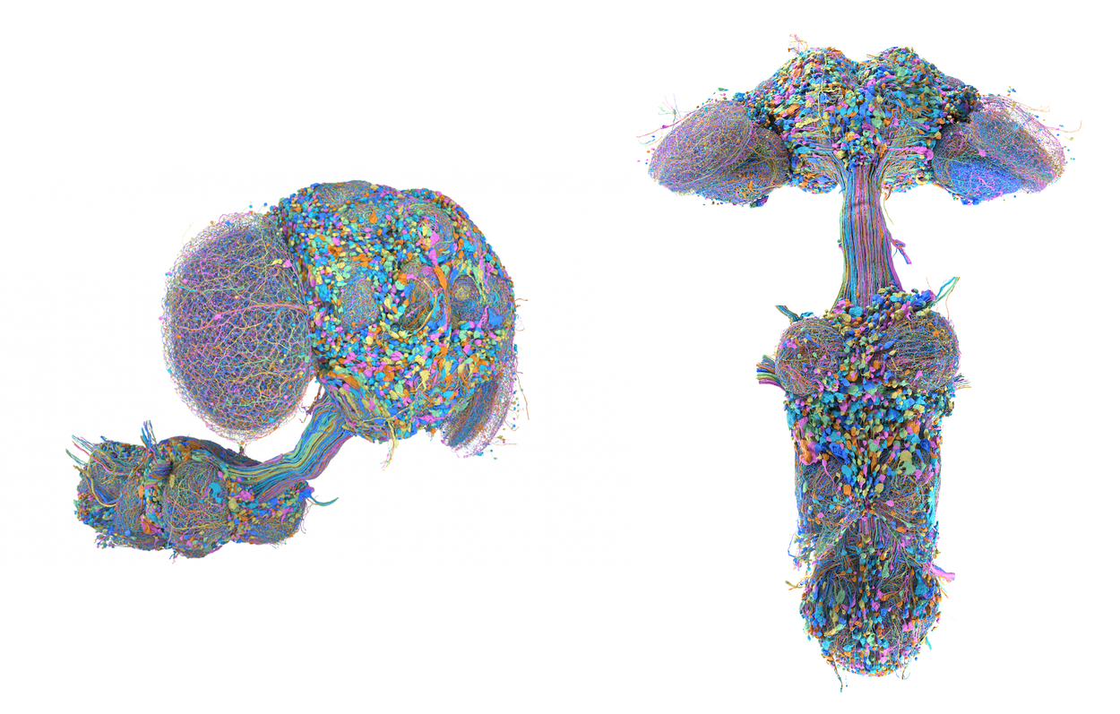Two detailed 3D color-coded visualizations of a fruit fly's neural pathways and nerve cord.