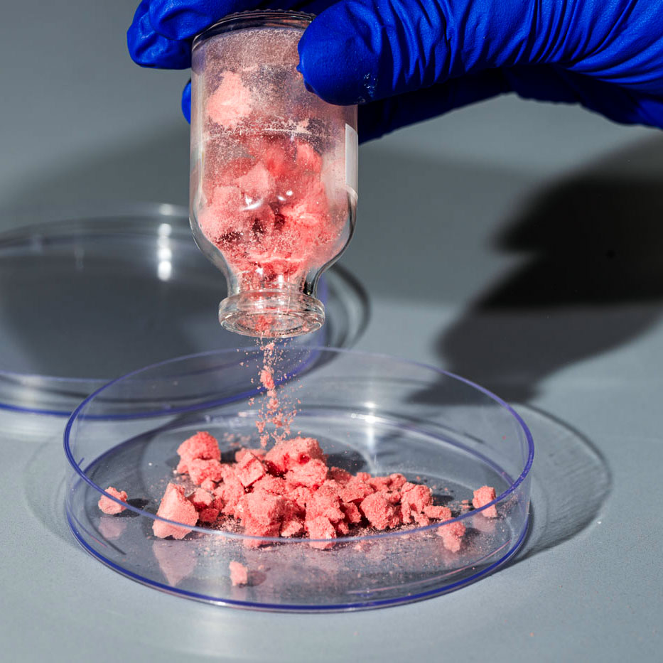 gloved hand pouring clumps of red powder from a vial onto a petri dish