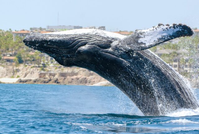 Humpback whale breaching off Cabo San Lucas, Mexico